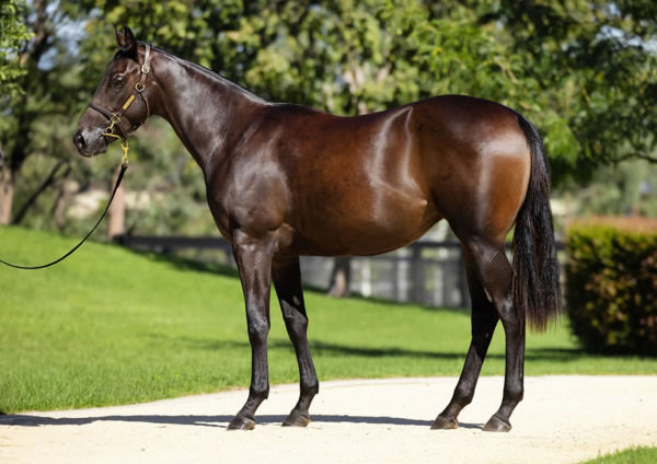 In Haste was a $400,000 Inglis Easter purchase from Newgate Farm. 