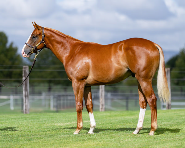 Lot 641 - three-quarter brother to Lara Antipova.