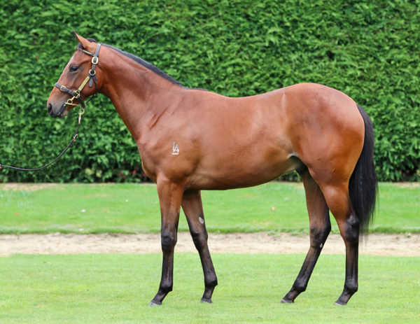 Incandescent was a $200,000 Karaka Book 1 purchase.