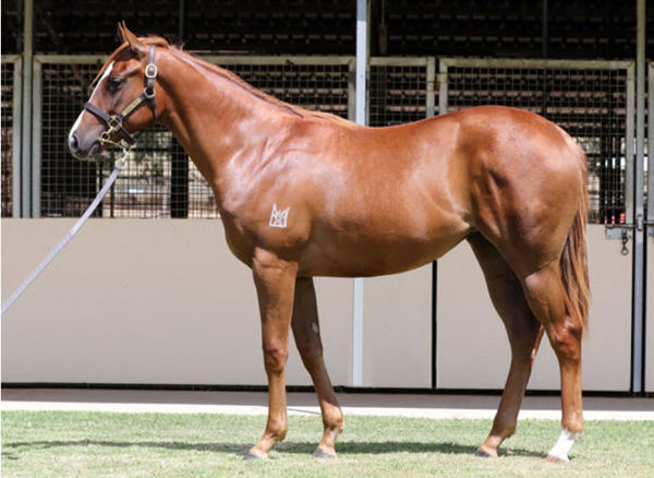 Inessa was a modest $35,000 Inglis Premier purchase.
