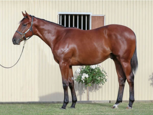 Infinity Talents was purchased for $200,000 at Inglis Ready 2 Race after making $80,000 at Inglis Premier.. 