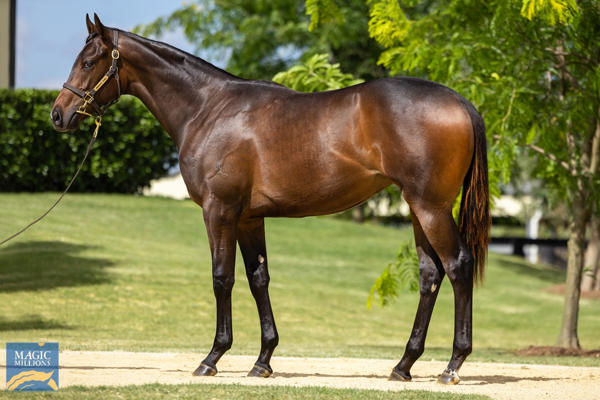 Infusion was an $850,000 Magic Millions purchase from Newgate.