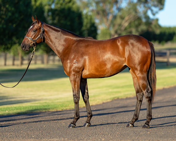 Inhabit was a $200,000 Magic Millions purchase.