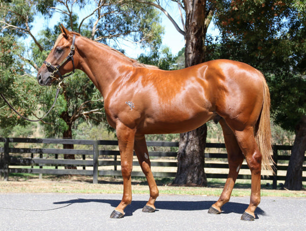 Internal Affairs was a $440,000 Inglis Premier purchase from Morning Rise Stud.