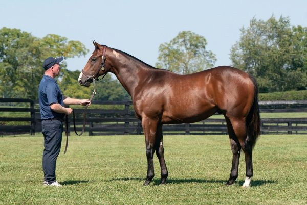 $1.75million Into Mischief colt from Catch the Moon.