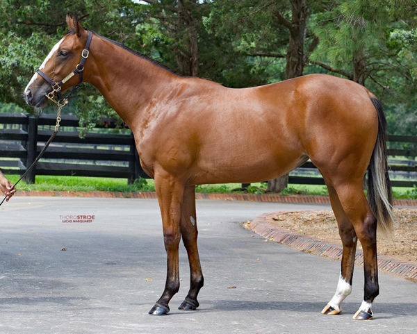 $2.3million Into Mischief filly from Delightful Joy