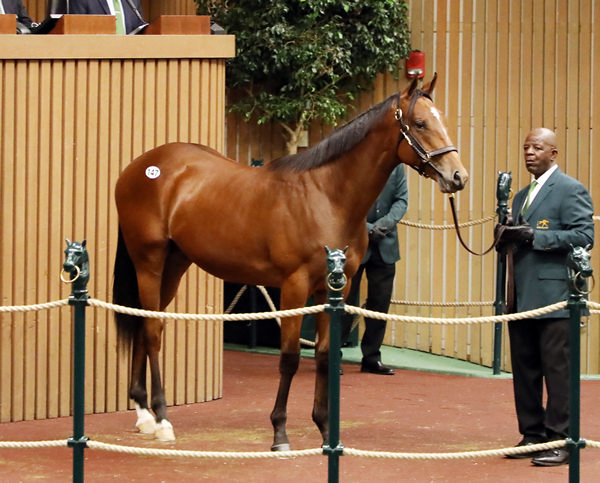 $1.4million Into Mischief colt from Guarana