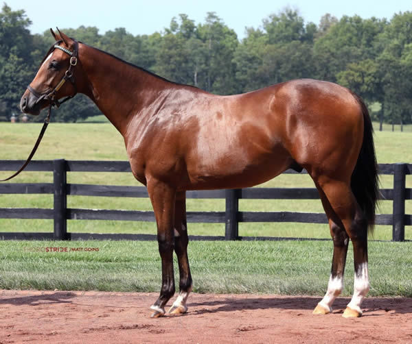 $3million Into Mischief colt from Nonna Mia