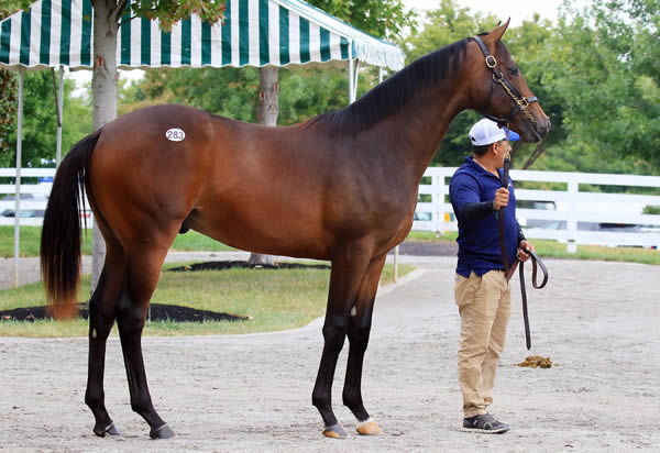 $1.8million Into Mischief colt from Princess Haya