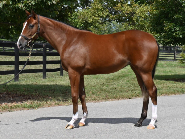 $1.5million Into Mischief filly from Shared Account