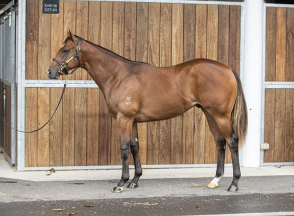 Introducing a $380,000 Inglis Easter Yearling