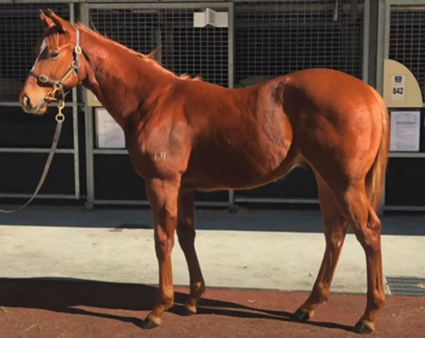 This Invader x Terragon colt was bought for $24,000 at the National Weanling Sale last year and sold for $500,000 earlier this month.
