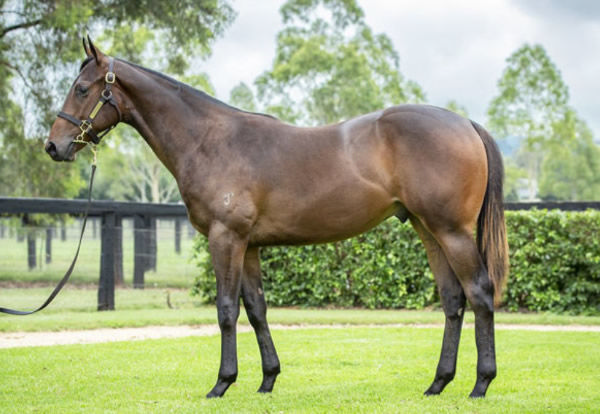 Invincible Shield was a $480,000 Inglis Classic purchase.