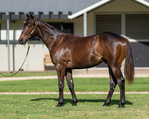 Invincible Son was a $120,000 Magic Millions purchase from Kia Ora Stud.