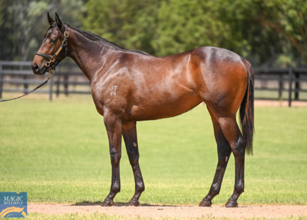 Invincible Woman was a $250,000 Magic Millions purchase from Widden Stud.