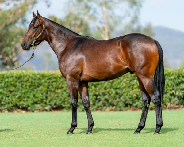 Iron Hawk was a $220,000 Inglis Classic purchase.