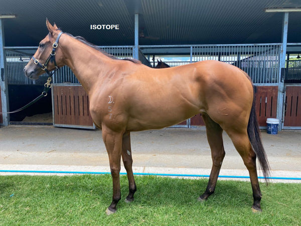 Isotope was a $170,000 Magic Millions yearling