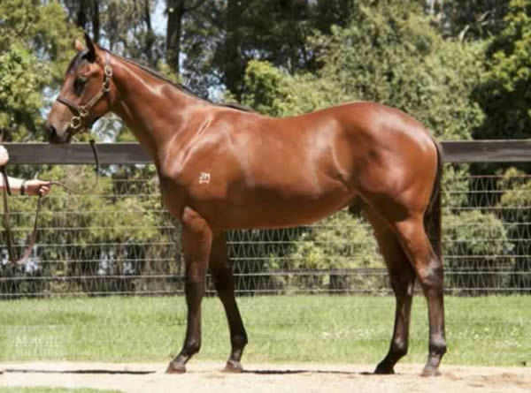 Jack the Lad was bred and sold by Milburn Creek.