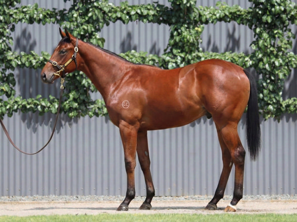 $375,000 Jacquinot colt from Asteria.