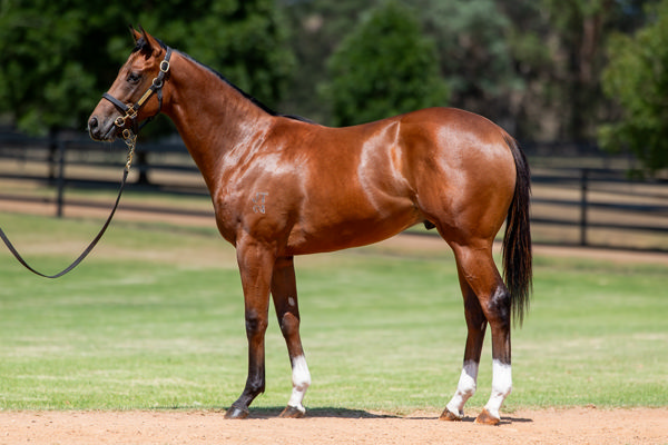 $425,000 Jacquinot colt from Bonheur.