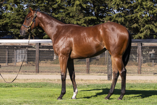 Three-quarter sister to Everest winner Yes Yes Yes.