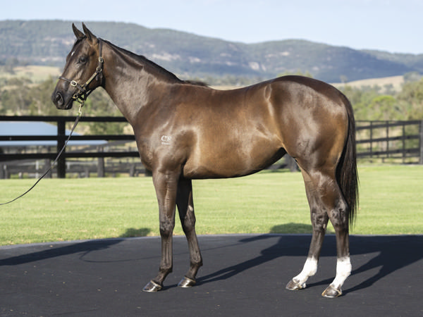 Jaipur Maison was passed in at Magic Millions.