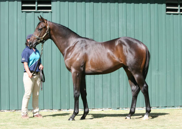 Japanese Emperor is the highest priced yearling by his sire sold in the Southern Hemisphere.