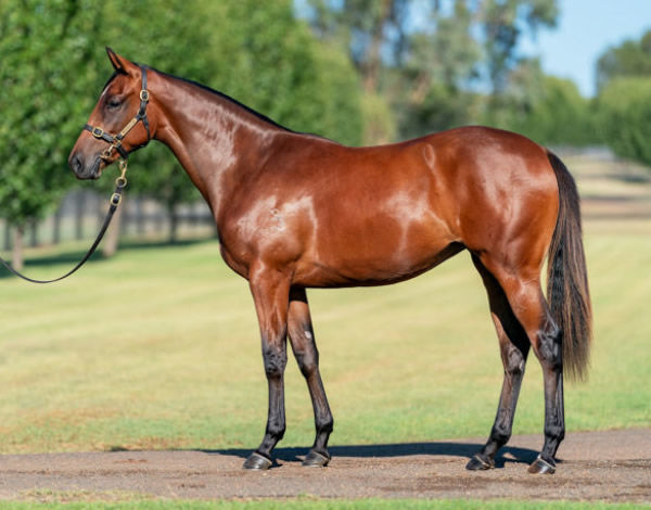 Jasmine Rouge was bred and sold by Segenhoe fetching $70,000 at Inglis Premier.