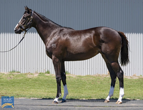 Jaz Session was a modest $24,000 Magic Millions Perth Yearling purchase.