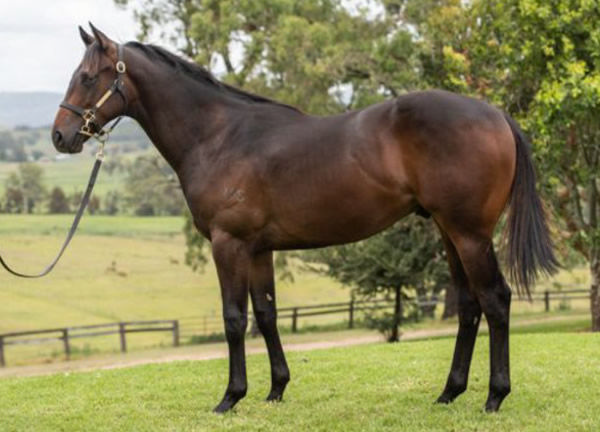 Jedibeel was a $190,000 Inglis Classic purchase.