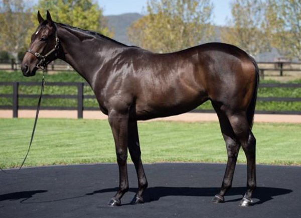 Jenga was the most expensive yearling by her sire All Too Hard sold in 2019.