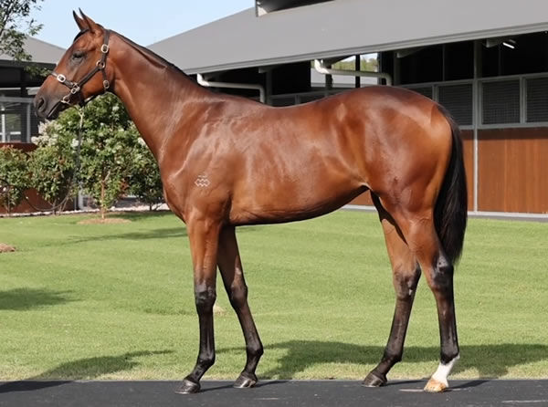 Jennilala was a $70,000 Inglis Classic purchase from the Arrowfield draft. 
