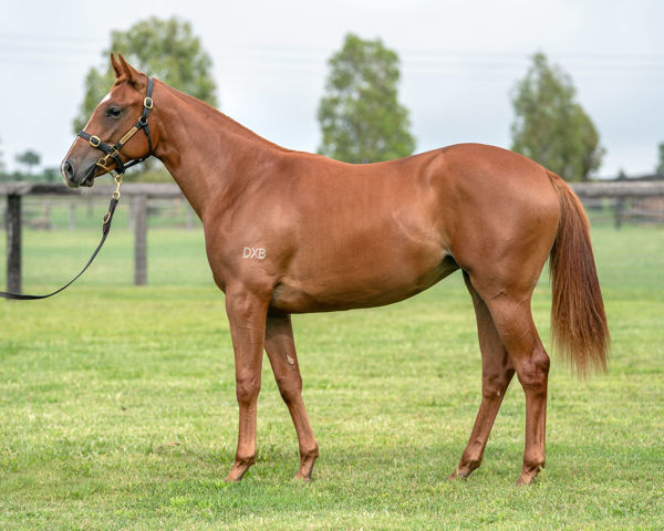 Jessica Rabbit was a $250,000 Inglis Premier yearling