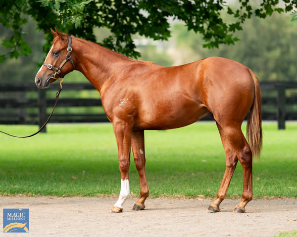 Jet was a $1million Magic Millions yearling purchase.
