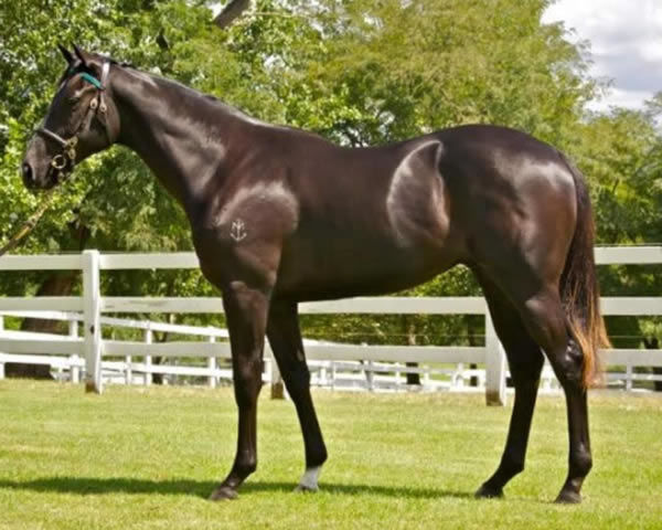 Jolly Banner as a yearling