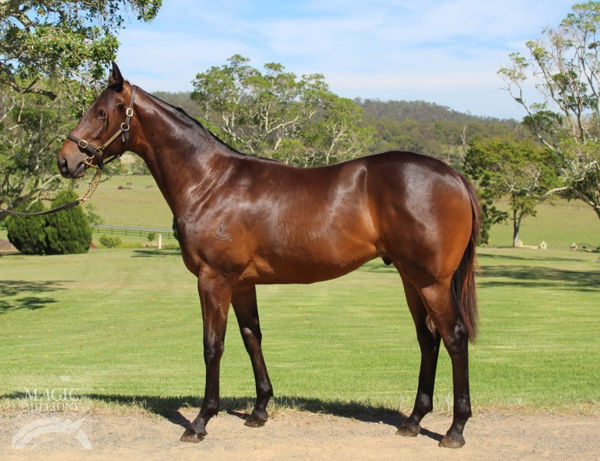 Jonker was a $45,000 Magic Millions yearling