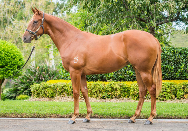 Joyous Legend a $800,000 Easter Yearling
