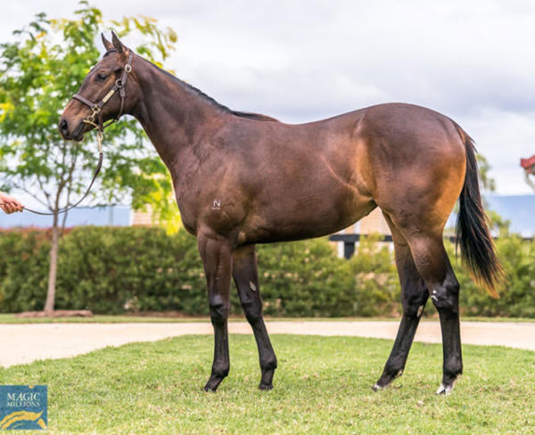 Junqueira was an $80,000 Magic Millions purchase from Newgate Farm.