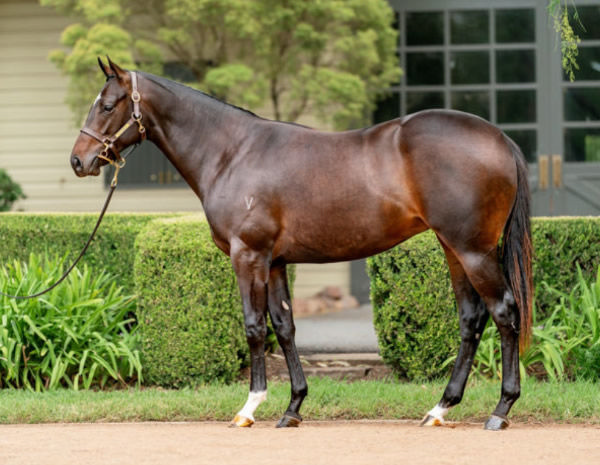 Jupiter Hills was a $380,000 Inglis Easter purchase.