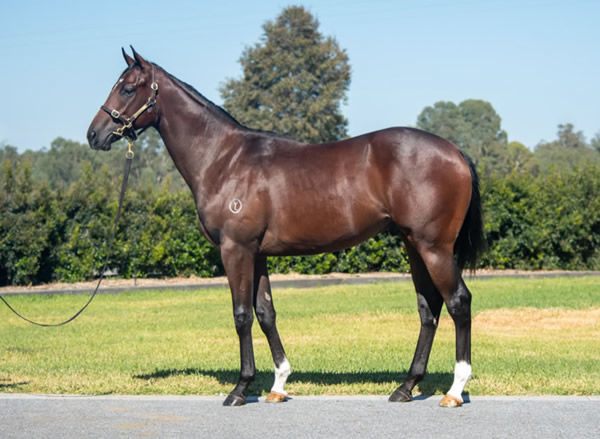 Just Awesome was a $425,000 Inglis Easter purchase.