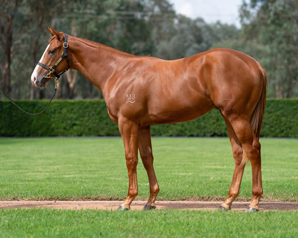 $1million Justify colt from Maastricht