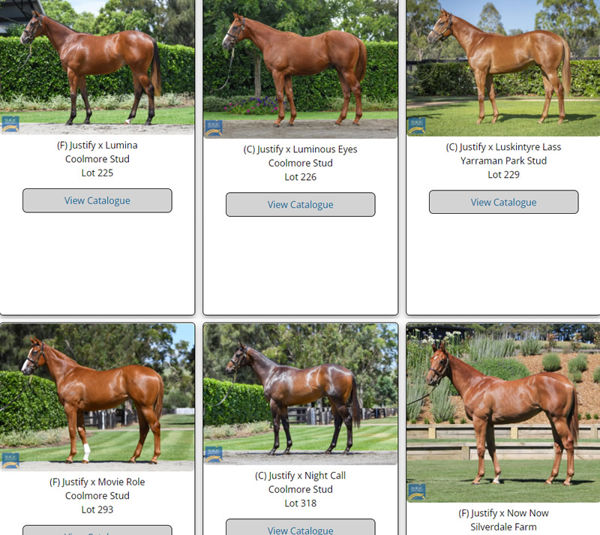 Click to see all the Justify MM yearlings with images.