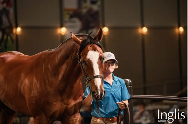 $370,000 Justify colt from Boudicea Belle