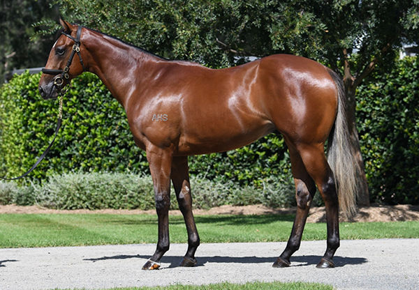 $950,000 Justify colt from Formality