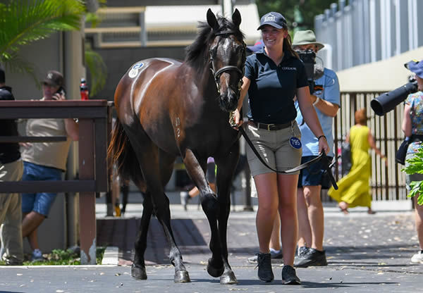 $1.3million Justify (USA) colt from Invincible Star - image Magic Millions