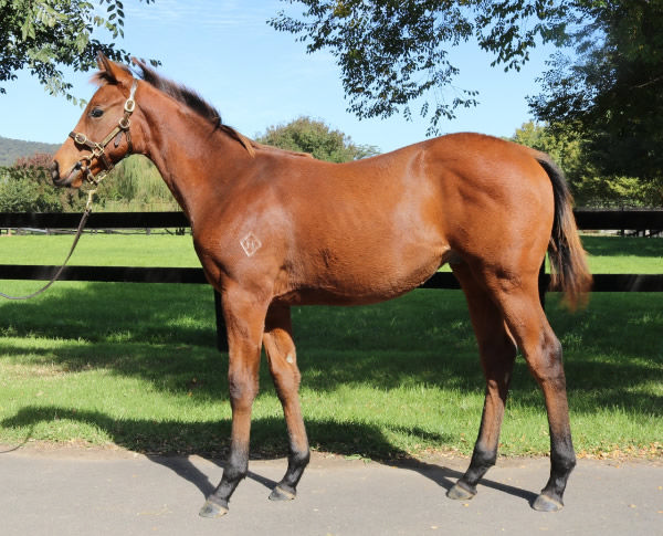This Justify (USA) weanling colt from Kitty Leroy sold for $500,000 as a yearling!