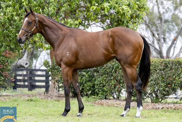 Lot 76 - Justify (USA) colt from Port Augusta, click to see his page.