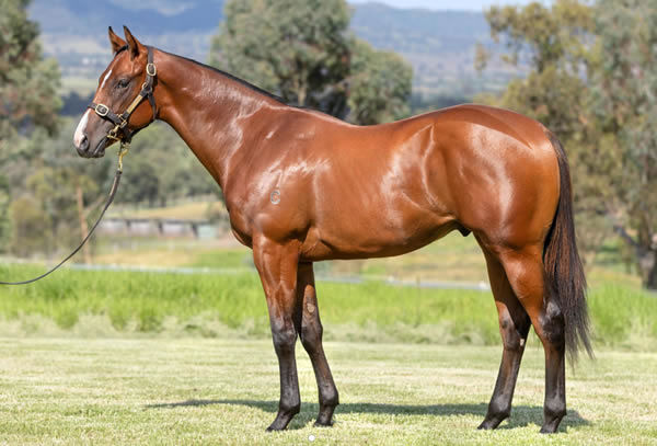 Lot 449 - Willow Park Stud