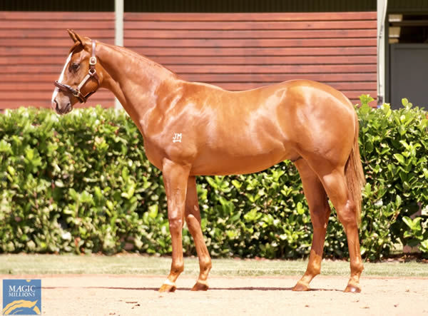 $650,000 Justify (USA) colt from Tatiara.