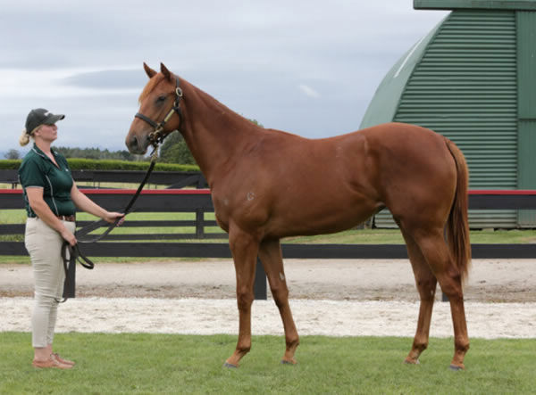 Justify (USA) filly from Tulip.